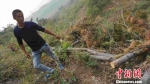 　　山坡上被砍倒的松树。　张帆 摄 - 中国新闻社河北分社