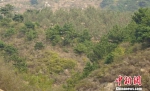 　　站在山坡上望去，一片苹果树隐藏在松树林之中。　张帆 摄 - 中国新闻社河北分社