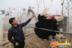 庄园内养殖的鸵鸟。张泰源 摄 - 河北新闻门户网站