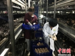 图为兴春和园区的工人在采摘蘑菇 张帆 摄 - 中国新闻社河北分社