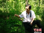 李国权在林间发现山西杓兰 于倩倩 摄 - 中国新闻社河北分社
