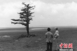 塞罕坝林场“一棵松”资料图。 资料图 - 中国新闻社河北分社