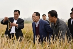 袁隆平院士培育的超级杂交水稻在河北永年再创世界纪录 - 科技厅