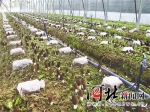河北省农业绿色发展成效显著 - Hebnews.Cn