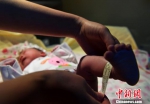 图为医务工作者为女婴戴上“身份”脚带。　翟羽佳 摄 - 中国新闻社河北分社