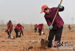 太行山浅山丘陵地带将现“仙桃谷” - Sjz.Hebnews.Cn