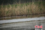 图为一对青头潜鸭。安新县委宣传部提供 - 中国新闻社河北分社