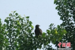 图为类似金雕的国家级保护鸟类。安新县委宣传部提供 - 中国新闻社河北分社