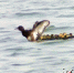 5月28日，衡水湖内1只雌性青头潜鸭带领19只幼鸟嬉戏玩耍。记者焦磊 通讯员李峰摄 - 中国新闻社河北分社