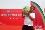 村民王盼种出的重达31.8斤的金花520西瓜被评为“瓜王”。　赵庆斌 摄 - 中国新闻社河北分社