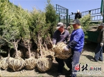 图为崇礼太子城秋季植树造林现场正在搬运树苗。记者高振发摄 - 中国新闻社河北分社