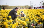 游客在菊花产业园参观游览。 李耀彩摄 - 中国新闻社河北分社
