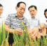 在广西桂林市灌阳县黄关镇联德村超级稻生产基地，袁隆平(左二)在查看超级水稻生长情况。 　　新华社记者 陆波岸摄 - 中国新闻社河北分社