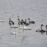 11月30日，怀来官厅水库国家湿地公园内，天鹅和赤麻鸭等水鸟正在栖息游玩。 - 中国新闻社河北分社