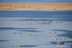 11月30日，怀来官厅水库国家湿地公园内，天鹅和赤麻鸭等水鸟正在栖息游玩。 - 中国新闻社河北分社