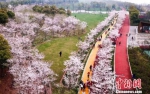 资料图：游人赏花，感受春天的气息。　马刚 摄 - 中国新闻社河北分社