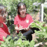贺敬芝(右)和同学张俊娜正在监测果园的温度和湿度。记者杨梦帆文/图 - 中国新闻社河北分社