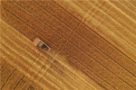 6月13日，雄安新区大王镇小王村村民在收获小麦(无人机拍摄)。 - 中国新闻社河北分社