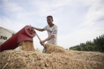 6月13日，雄安新区大王镇小王村村民李有忠在收获小麦。 - 中国新闻社河北分社