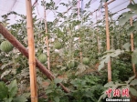 大棚里种植的“冰激凌彩虹西瓜”。　俱凝搏 摄 - 中国新闻社河北分社