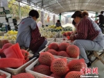 园区工人将西瓜和甜瓜装箱。　马正剑 摄 - 中国新闻社河北分社