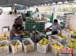 园区工人将西瓜和甜瓜装箱。　俱凝搏 摄 - 中国新闻社河北分社