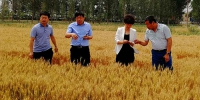 杨洲群局长调研夏粮收购和双创双服工作 - 粮食和物资储备局