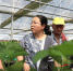 【“他们奔走太行”系列报道③】“蔬菜医生”高洪波：就喜欢走在田埂上 - 河北农业大学