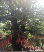 被当地人称为“板栗王”的板栗树。 张鹏翔 摄 - 中国新闻社河北分社