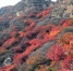 深秋的白银坨，漫山红遍，层林尽染。 刘森 摄 - 中国新闻社河北分社