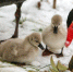 1月11日，河北省邯郸市鸡泽县天鹅湖两只出生第五天的小天鹅跟随父母雪地里觅食，父母啄开冰雪，露出青草，教小天鹅怎样吃，画面十分温馨。中新社发 金华 摄 图片来源：CNSPHOTO - 中国新闻社河北分社