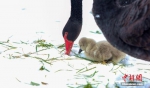 1月11日，河北省邯郸市鸡泽县天鹅湖两只出生第五天的小天鹅跟随父母雪地里觅食，父母啄开冰雪，露出青草，教小天鹅怎样吃，画面十分温馨。中新社发 金华 摄 图片来源：CNSPHOTO - 中国新闻社河北分社