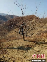 图为花厂峪村民正在修剪栗树。　赵凤鸣 摄 - 中国新闻社河北分社