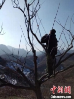 图为花厂峪村民正在修剪栗树。　赵凤鸣 摄 - 中国新闻社河北分社