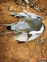 图为3月12日拍摄的失踪的白枕鹤“蒙蒙”。中新社发 华北环境前线 供图 - 中国新闻社河北分社