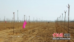 涞水县栽植的栾树、国槐树。 徐隆达 摄 - 中国新闻社河北分社