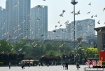 图为4月30日，石家庄一广场上的市民与鸽群。中新社记者 翟羽佳 摄 - 中国新闻社河北分社