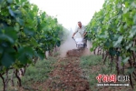 平乡县国凯家庭农场的葡萄种植区，2016年被评为河北省示范家庭农场。 姚友谅 摄 - 中国新闻社河北分社