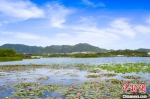 龙泉湖景观。石家庄龙泉湖公园供图 - 中国新闻社河北分社
