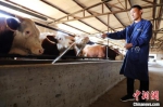 图为霍贵勇在给牛喂水。　姚友谅 摄 - 中国新闻社河北分社