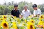 封洪康村党支部书记李建科(右一)在了解油葵种植情况。　姚友谅 摄 - 中国新闻社河北分社