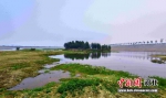 槐河湿地。 张瞬晗 摄 - 中国新闻社河北分社