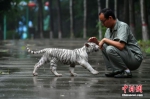 图为温顺的小白虎走向“奶爸”。 翟羽佳 摄 - 中国新闻社河北分社