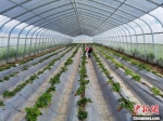 图为尚义县草莓种苗繁育基地大棚内工人正在忙碌。　李洋 摄 - 中国新闻社河北分社