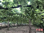 怀来县12万亩葡萄成熟在即。　郝烨 摄 - 中国新闻社河北分社