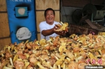 王恩东收的野生蘑菇准备烘干。　盖巧琳 摄 - 中国新闻社河北分社