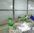 图为工人正在兔舍内喂食。　李洋 摄 - 中国新闻社河北分社