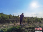 图为王全明与他的酸枣树。　李洋 摄 - 中国新闻社河北分社