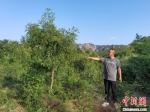 图为王全明与他的酸枣树。　李洋 摄 - 中国新闻社河北分社