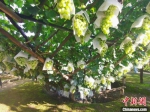 图为漏斗架下的宣化马奶葡萄。　张帆 摄 - 中国新闻社河北分社